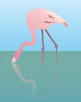 An illustration of a flamingo wading with its reflection in the water vector