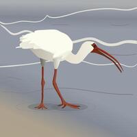 An illustration of an American white ibis wading. He is walking on a wet surface. vector