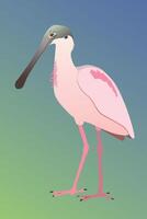 An illustration of a Roseate spoonbill. The bird is standing and you see the bird from his side. He is looking to the left. Cut out on a blue green gradient background. vector