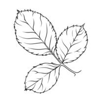 Hand drawn rose leaf close up, sketch style, illustration isolated on white background. Decorative black and white design element. Elegant outline image of three rose leaves vector