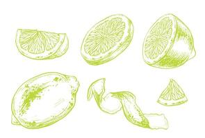 Set of slice and whole lemon, peel or zest of Lemon and isolated on white background. ink vintage engraving illustration for menu, web and label. Hand drawn in a graphic linear drawing citrus. vector