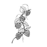 common hop. Graphic ink, eco, organic Humulus lupulus branch with leaves and cones illustration isolated on background. Hand drawn line sketch. For designers, prints, logo, menu, postcards vector