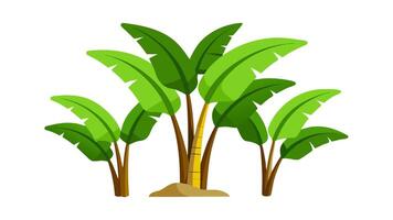 Tropical Banana Plants with Vibrant Green Leaves Illustration on white Background vector