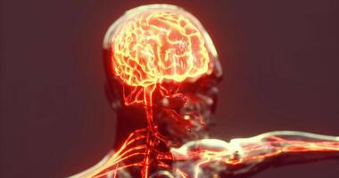 Detailed view of brain anatomy highlighting neural connections and structure video