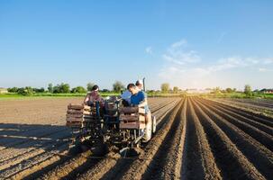 Planting machine operators plant potatoes. Automation of the process of planting potato seeds. High efficiency and speed. New technological solutions to simplify work. Agroindustry and agribusiness. photo