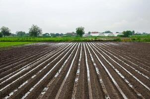 Farm field is flooded with heavy torrential rains. Destruction of crops and damage to agriculture. Unstable weather, strong showers and storms. Damage to farms and the agroindustry. Farming, landscape photo
