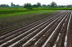 Farm field is flooded with ridges filled with water. Destruction of crops and damage to agriculture. Unstable weather, strong showers and storms. Damage to farms and the agroindustry. Farming photo