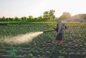 A farmer with a mist fogger sprayer sprays fungicide and pesticide on potato bushes. Effective crop protection, impact on environmental . Protection of cultivated plants from insects and fungal. photo