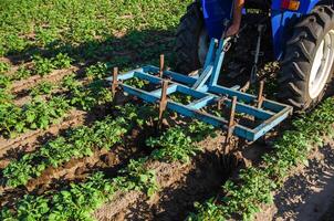 A tractor with a plow is cultivating a field of potatoes. Loosening and turning soil between rows to remove weeds and improve air and nutrient access to underground roots. Loosening ground photo