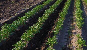 Freshly cultivated rows of potato bushes on a farm field. Loosening and turning soil between rows to remove weeds and improve air and nutrient access to underground roots. Stimulating crop growth. photo