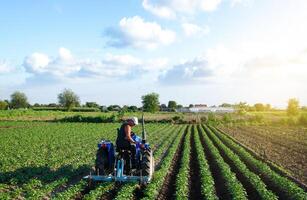 Farmer plows the field on a tractor. Tucking soil, burying weeds and improving flow of air and water into soil. Cultivation of a potato plantation. Loosening between bushes rows. Farm machinery. photo