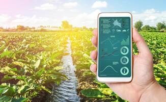 Hand holds mobile phone with crop status analysis infographics. Quality control. Innovative modern technologies in agriculture. Collect data, forecasts to improve harvest quality. Internet of Things. photo