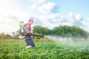 Male farmer with a mist sprayer processes potato bushes with chemicals. Protection of cultivated plants from insects and fungal infections. Control of use of chemicals growing food. Increased harvest photo