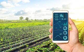 Phone with infographics on the background of a farm field plantation. Innovative technologies in the agroindustry and food production. Process of crop maturation, moisture and soil nutrition. photo