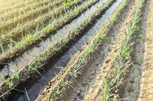 Green leek onion plantation with water in irrigation canals.Conservation of water resources and reduction pollution. Caring for plants, growing food. Agriculture and agribusiness. photo