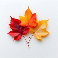 Vibrant autumn maple leaves displaying red and yellow gradients on white background, featuring natural textures and sharp details through macro photography with studio lighting. lighting photo