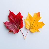 Vibrant autumn maple leaves displaying red and yellow gradients on white background, featuring natural textures and sharp details through macro photography with studio lighting. photography photo
