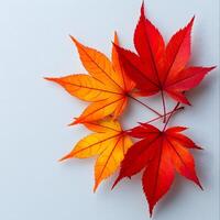 Vibrant autumn maple leaves displaying red and yellow gradients on white background, featuring natural textures and sharp details through macro photography with studio lighting. fallen photo
