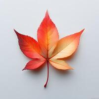 Vibrant autumn maple leaves displaying red and yellow gradients on white background, featuring natural textures and sharp details through macro photography with studio lighting. foliage photo