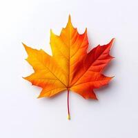 Vibrant autumn maple leaves displaying red and yellow gradients on white background, featuring natural textures and sharp details through macro photography with studio lighting. texture photo