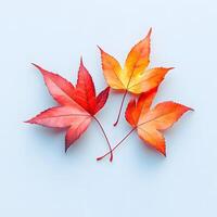 Vibrant autumn maple leaves displaying red and yellow gradients on white background, featuring natural textures and sharp details through macro photography with studio lighting. vibrant photo