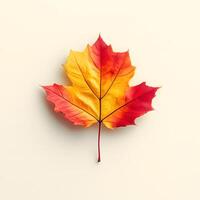Vibrant autumn maple leaves displaying red and yellow gradients on white background, featuring natural textures and sharp details through macro photography with studio lighting. deciduous photo
