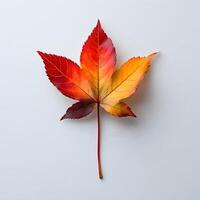 Vibrant autumn maple leaves displaying red and yellow gradients on white background, featuring natural textures and sharp details through macro photography with studio lighting. autumn photo