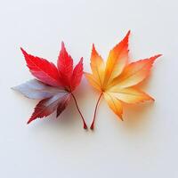 Vibrant autumn maple leaves displaying red and yellow gradients on white background, featuring natural textures and sharp details through macro photography with studio lighting. gradient photo