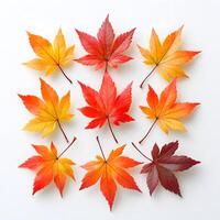 Vibrant autumn maple leaves displaying red and yellow gradients on white background, featuring natural textures and sharp details through macro photography with studio lighting. veins photo