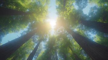 Majestic redwood trees converge upward against crystal blue sky, with bright sunlight piercing through dense green canopy, captured in wide-angle perspective showing forest crown view. wideangle photo