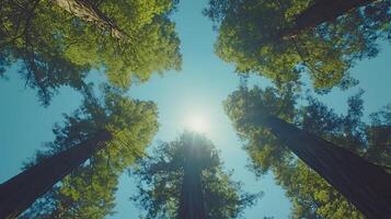Majestic redwood trees converge upward against crystal blue sky, with bright sunlight piercing through dense green canopy, captured in wide-angle perspective showing forest crown view. forest photo