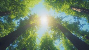 Majestic redwood trees converge upward against crystal blue sky, with bright sunlight piercing through dense green canopy, captured in wide-angle perspective showing forest crown view. majestic photo