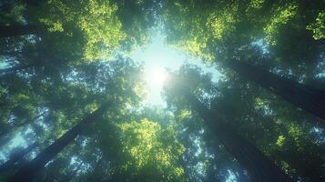 Majestic redwood trees converge upward against crystal blue sky, with bright sunlight piercing through dense green canopy, captured in wide-angle perspective showing forest crown view. crown photo