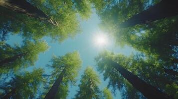 Majestic redwood trees converge upward against crystal blue sky, with bright sunlight piercing through dense green canopy, captured in wide-angle perspective showing forest crown view. branches photo