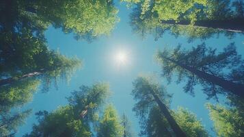 Majestic redwood trees converge upward against crystal blue sky, with bright sunlight piercing through dense green canopy, captured in wide-angle perspective showing forest crown view. towering photo