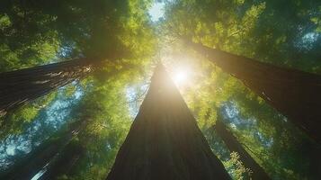Majestic redwood trees converge upward against crystal blue sky, with bright sunlight piercing through dense green canopy, captured in wide-angle perspective showing forest crown view. perspective photo