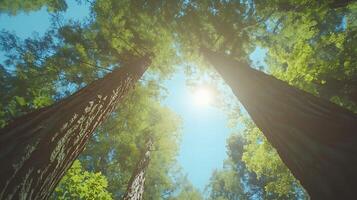 Majestic redwood trees converge upward against crystal blue sky, with bright sunlight piercing through dense green canopy, captured in wide-angle perspective showing forest crown view. leaves photo
