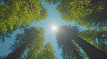Majestic redwood trees converge upward against crystal blue sky, with bright sunlight piercing through dense green canopy, captured in wide-angle perspective showing forest crown view. nature photo