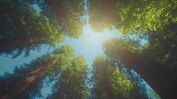 Majestic redwood trees converge upward against crystal blue sky, with bright sunlight piercing through dense green canopy, captured in wide-angle perspective showing forest crown view. heights photo