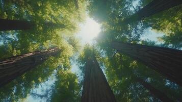 Majestic redwood trees converge upward against crystal blue sky, with bright sunlight piercing through dense green canopy, captured in wide-angle perspective showing forest crown view. giant photo