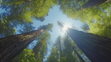 Majestic redwood trees converge upward against crystal blue sky, with bright sunlight piercing through dense green canopy, captured in wide-angle perspective showing forest crown view. streaming photo