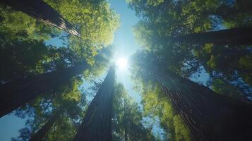 Majestic redwood trees converge upward against crystal blue sky, with bright sunlight piercing through dense green canopy, captured in wide-angle perspective showing forest crown view. ancient photo