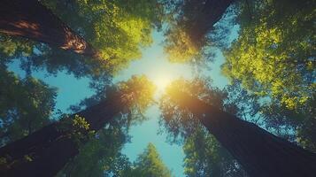 Majestic redwood trees converge upward against crystal blue sky, with bright sunlight piercing through dense green canopy, captured in wide-angle perspective showing forest crown view. massive photo