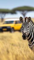 a zebra standing in a field with a yellow car photo