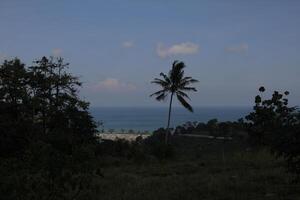 Coastal View with Palm Tree and Dark Foreground Landscape Scene at Dusk or Dawn photo