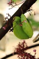 Close-up view of a star fruit on the tree with red flower blossoms and branches photo