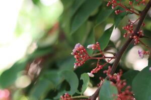 A close-up image capturing the intricate details of star fruit tree flowers and leaves on a branch photo