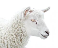 Sheep with fluffy white wool standing against a plain background, showcasing its facial features and serene expression photo