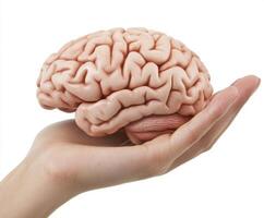 Brain model being held in a human hand, showcasing detailed structure and anatomy photo