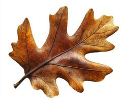 Fallen oak leaf displaying rich autumn colors against a plain background photo